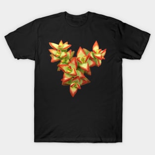 Suculenta Crassula conjuncta T-Shirt